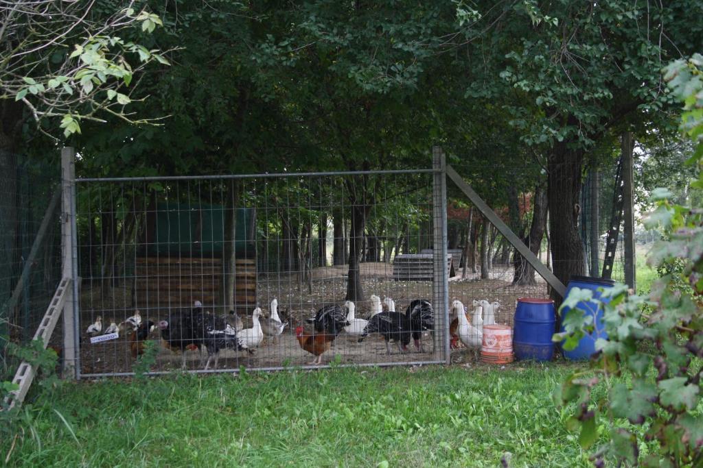 I Guardiani Bed & Breakfast Carlino Bagian luar foto